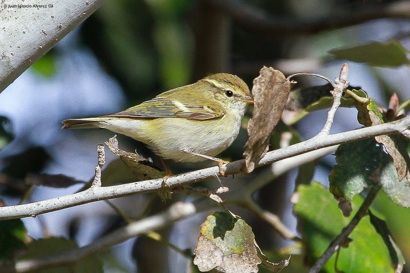 Yellow-browed Warbler - ML475928981
