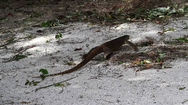 Yellow-spotted Monitor - ML475929