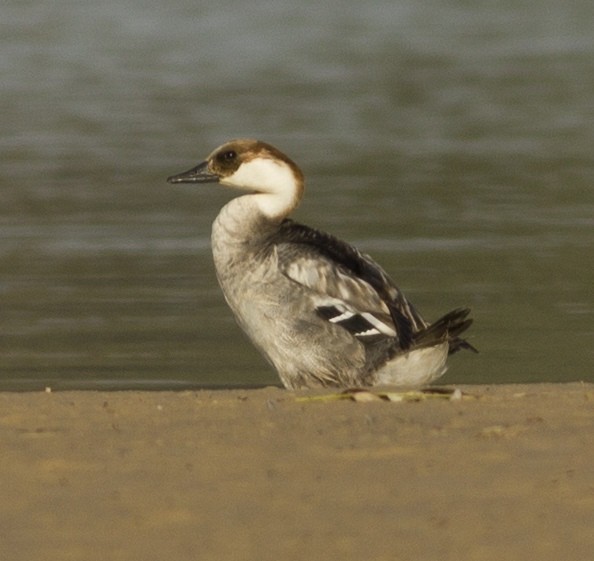 Smew - ML475929061
