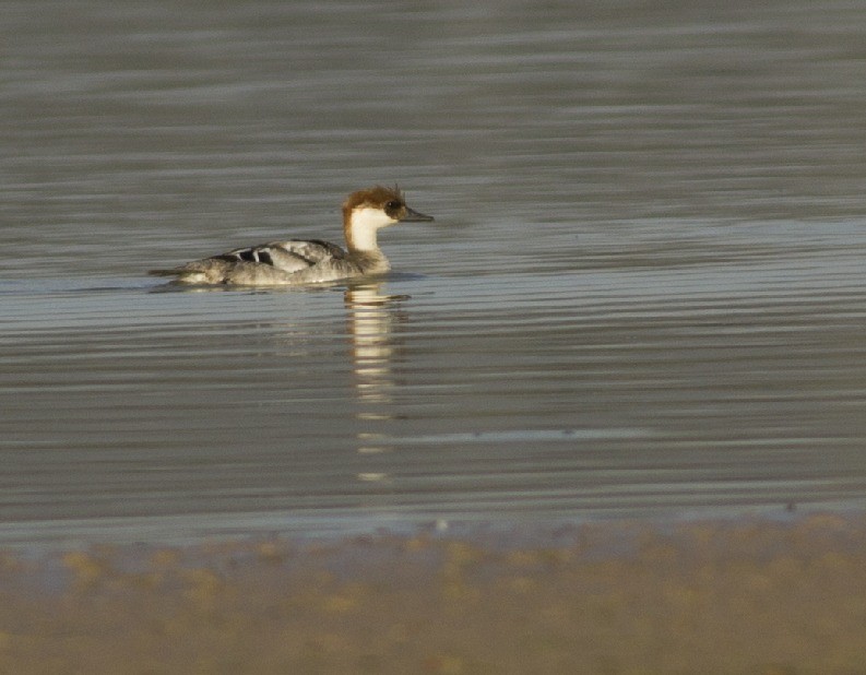 Smew - ML475929071