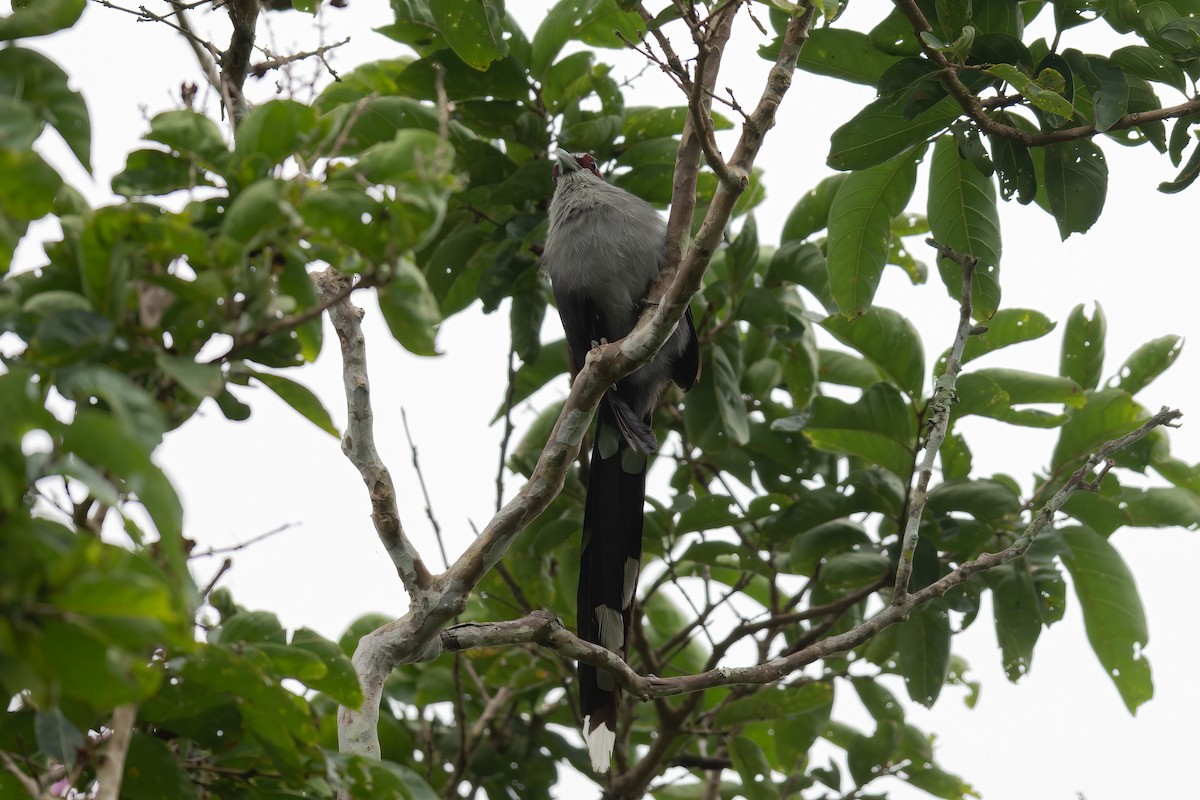 Green-billed Malkoha - ML475929091