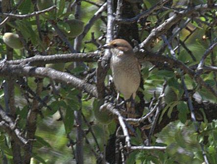 Red-backed Shrike - ML475929351