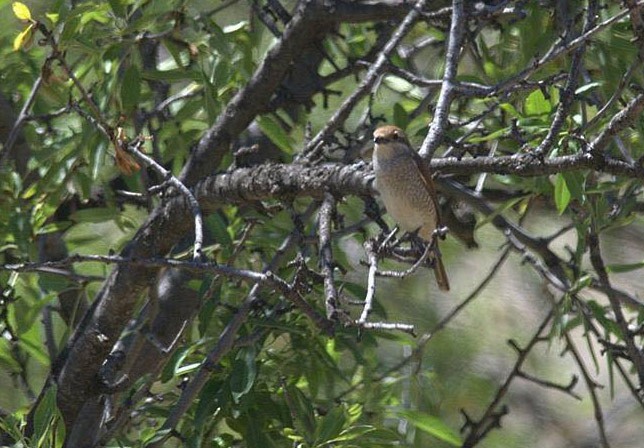 Red-backed Shrike - ML475929361