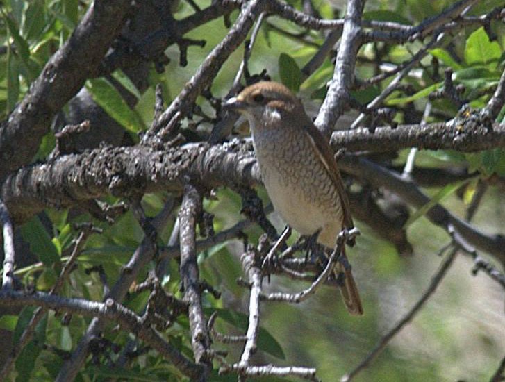 Red-backed Shrike - ML475929371