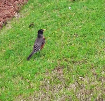 American Robin - ML475929531