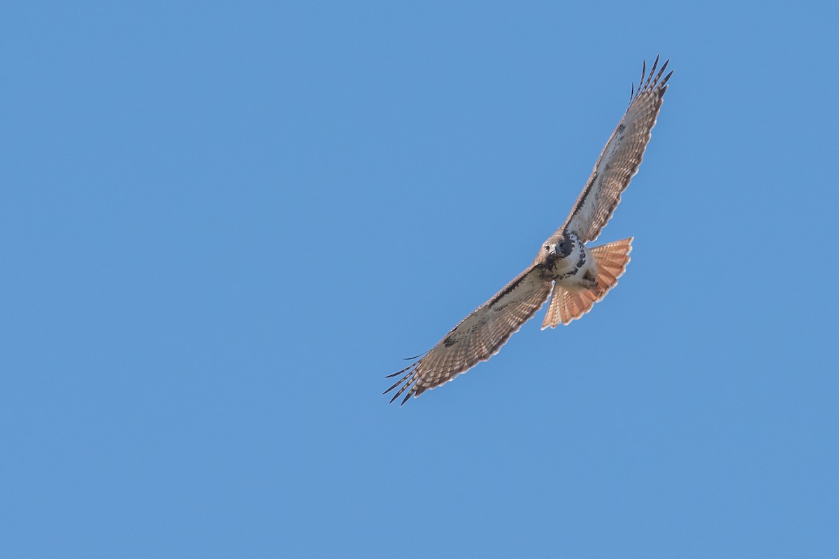 Red-tailed Hawk - ML47592961