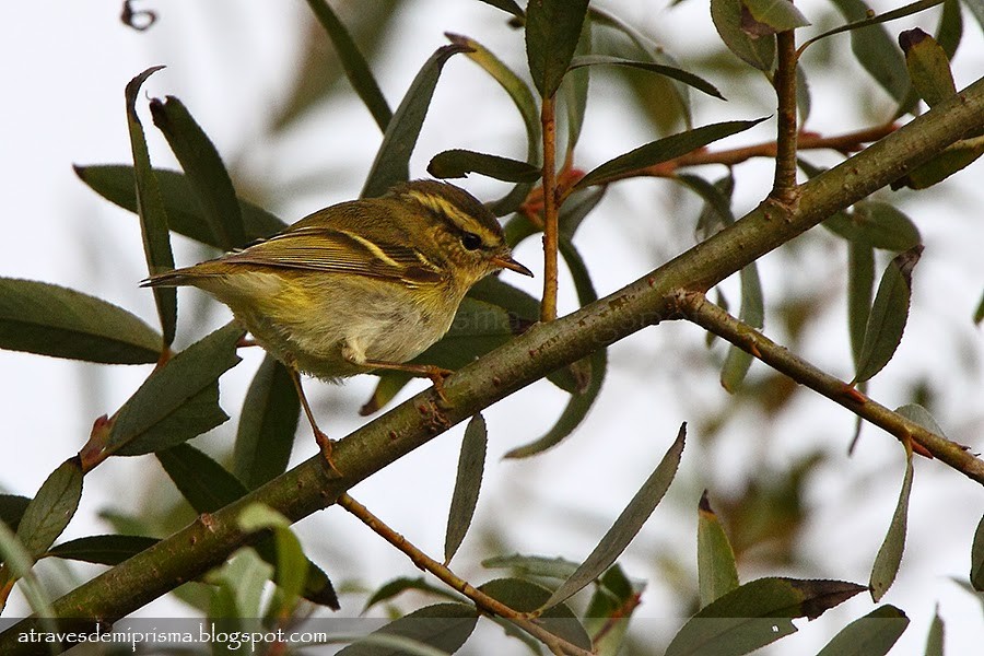 Yellow-browed Warbler - ML475929811