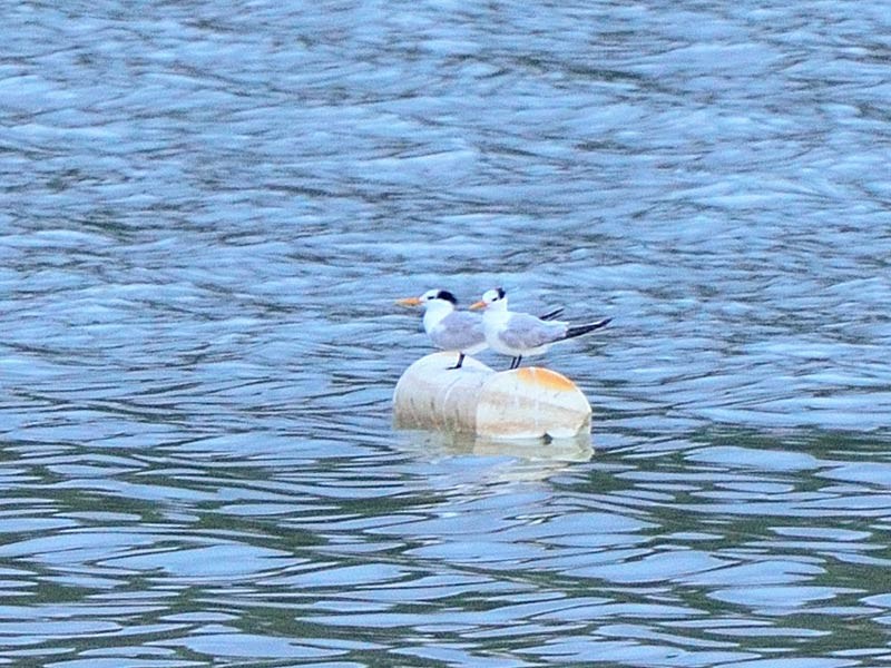 Lesser Crested Tern - ML475929931
