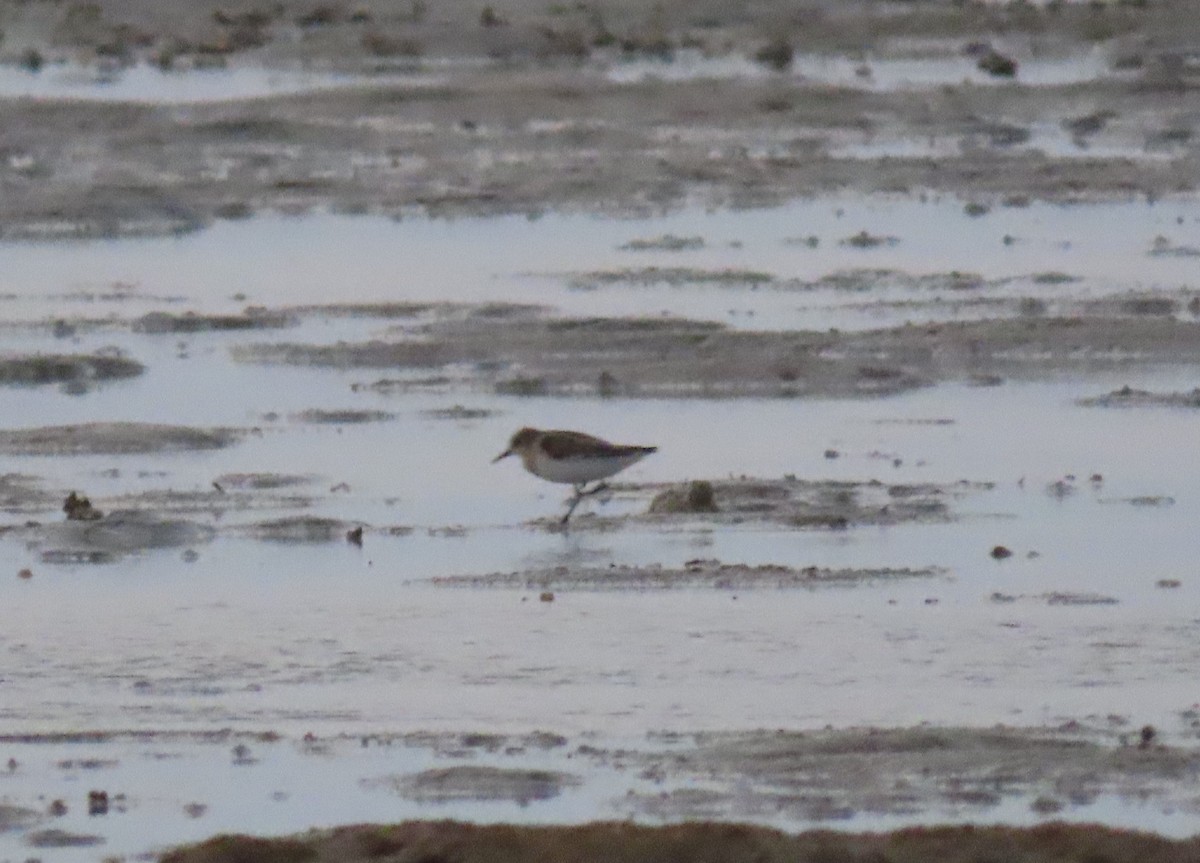 Little Stint - ML475929951