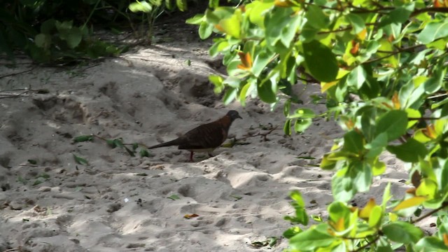 Bar-shouldered Dove - ML475930