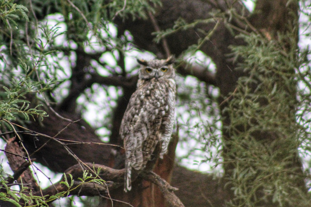 Great Horned Owl - ML475930831