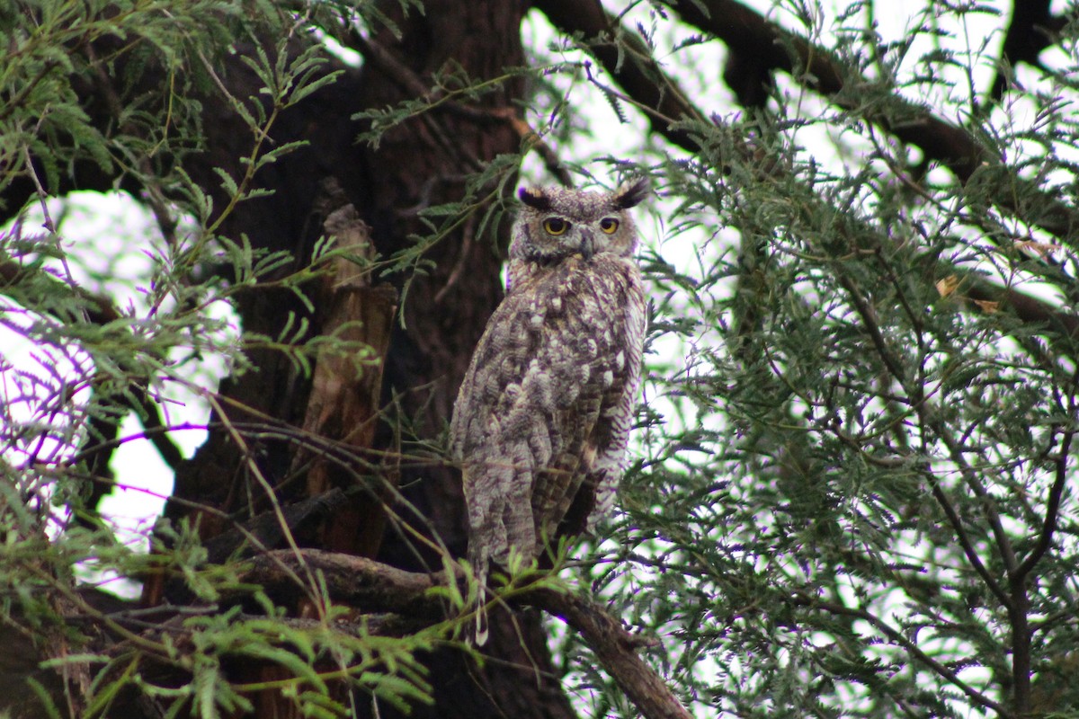 Great Horned Owl - ML475930841