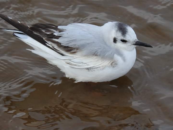 Little Gull - ML475931441