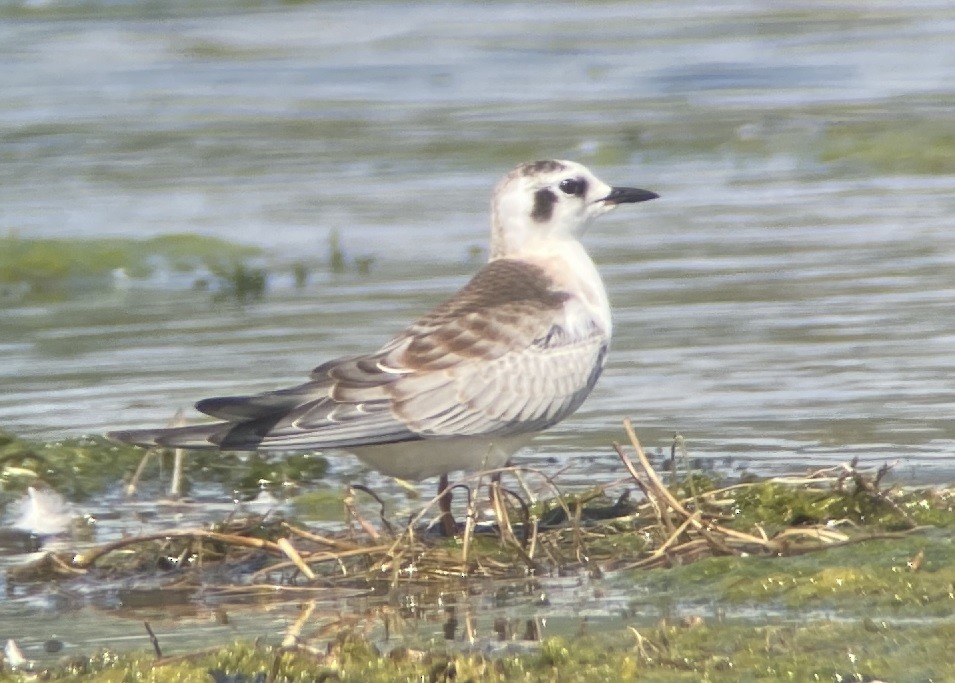 White-winged Tern - ML475931891