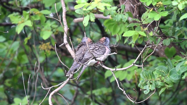 Bar-shouldered Dove - ML475932