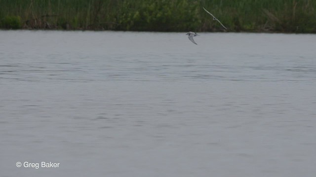 Whiskered Tern - ML475932001