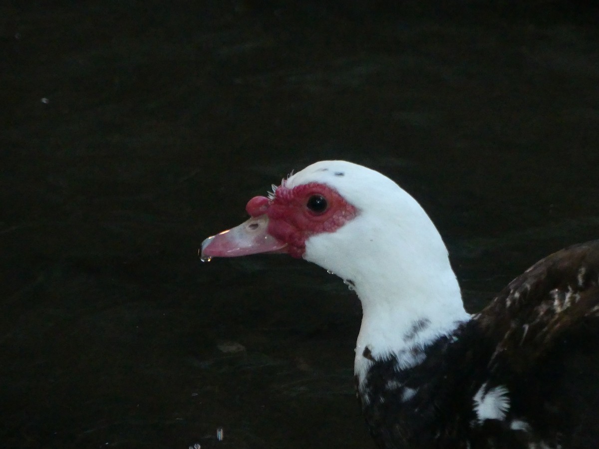 Pato Criollo (doméstico) - ML475932271