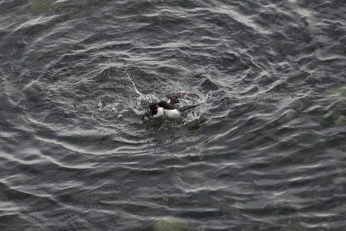 Thick-billed Murre - Michael Stubblefield