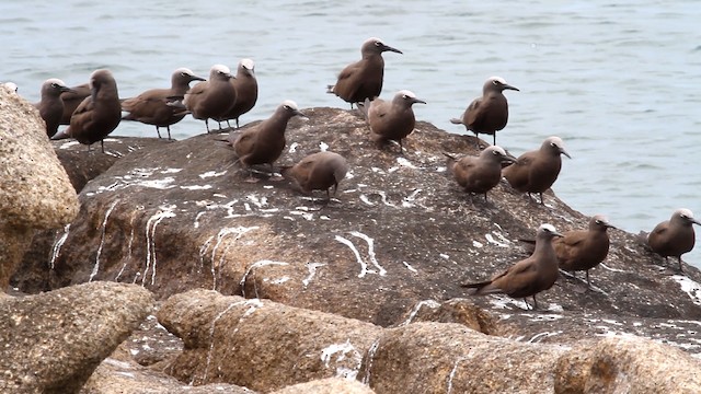 Brown Noddy - ML475933