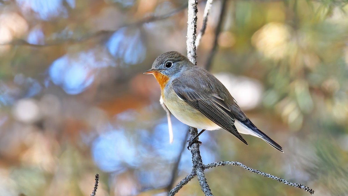 Red-breasted Flycatcher - Kuzey Cem Kulaçoğlu