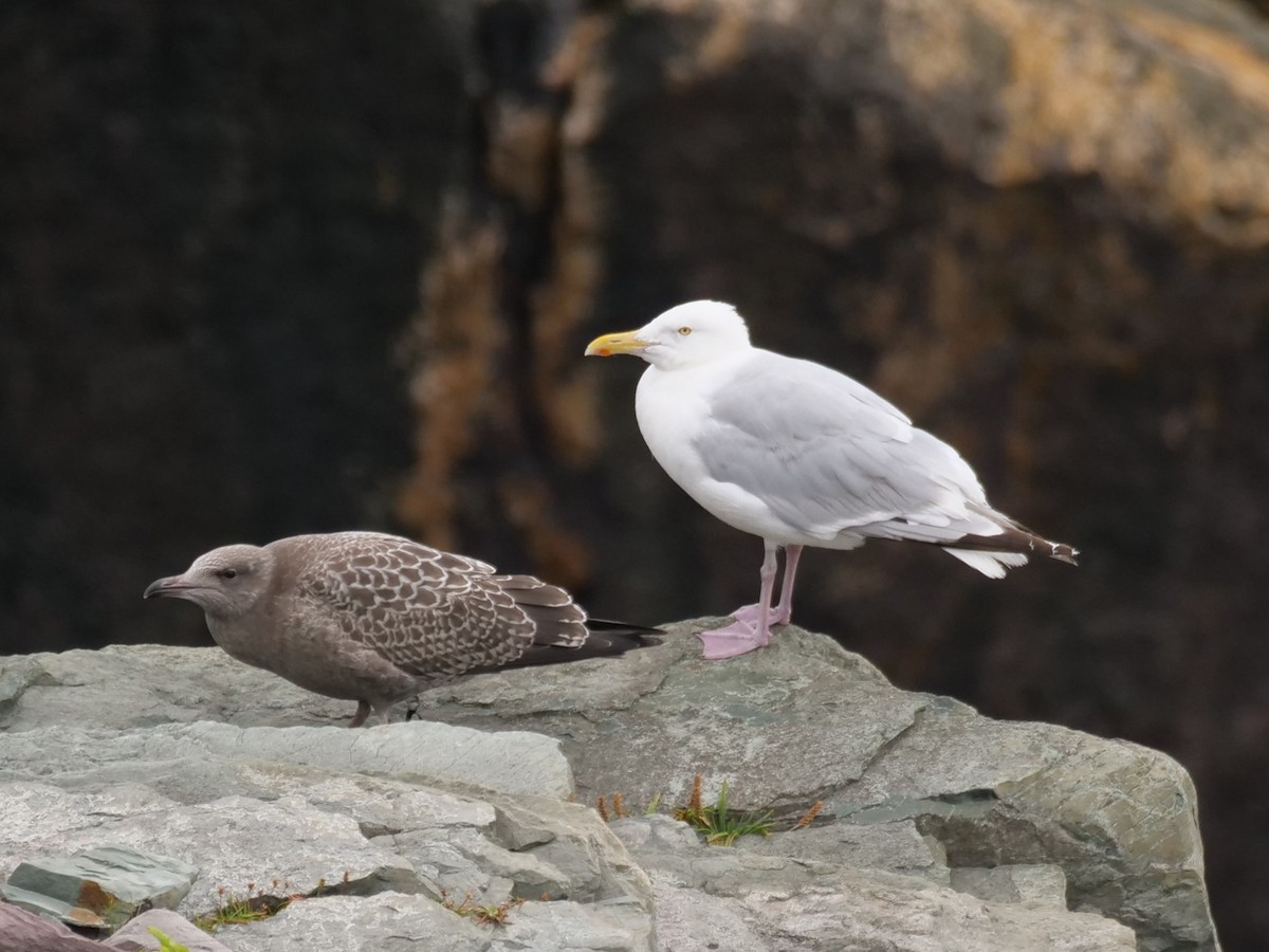 Herring Gull - ML475934201