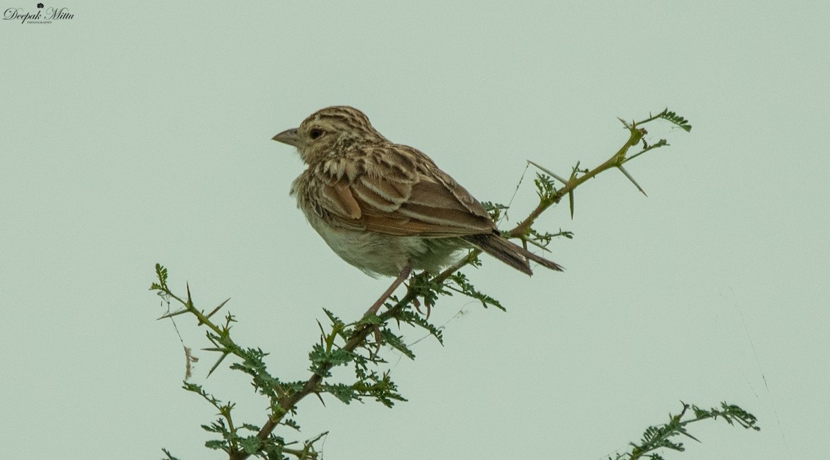 Indian Bushlark - ML475935281