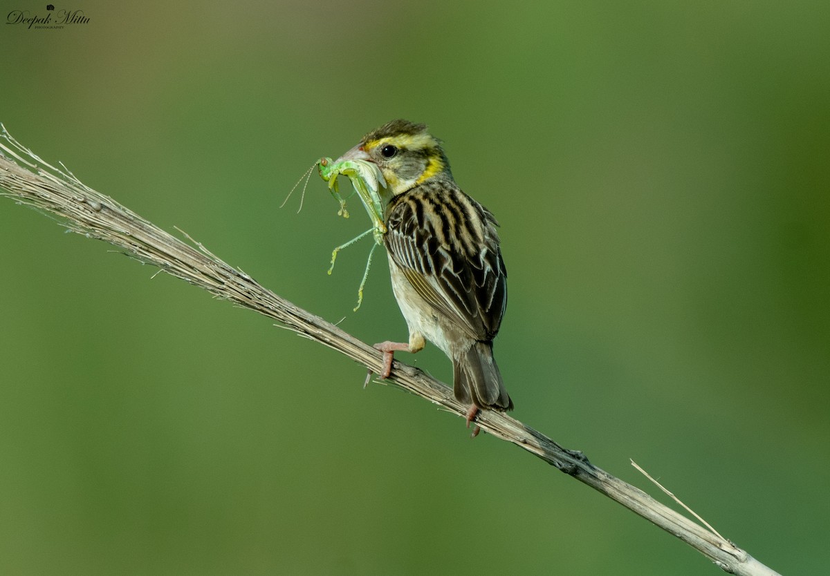 Black-breasted Weaver - ML475935371