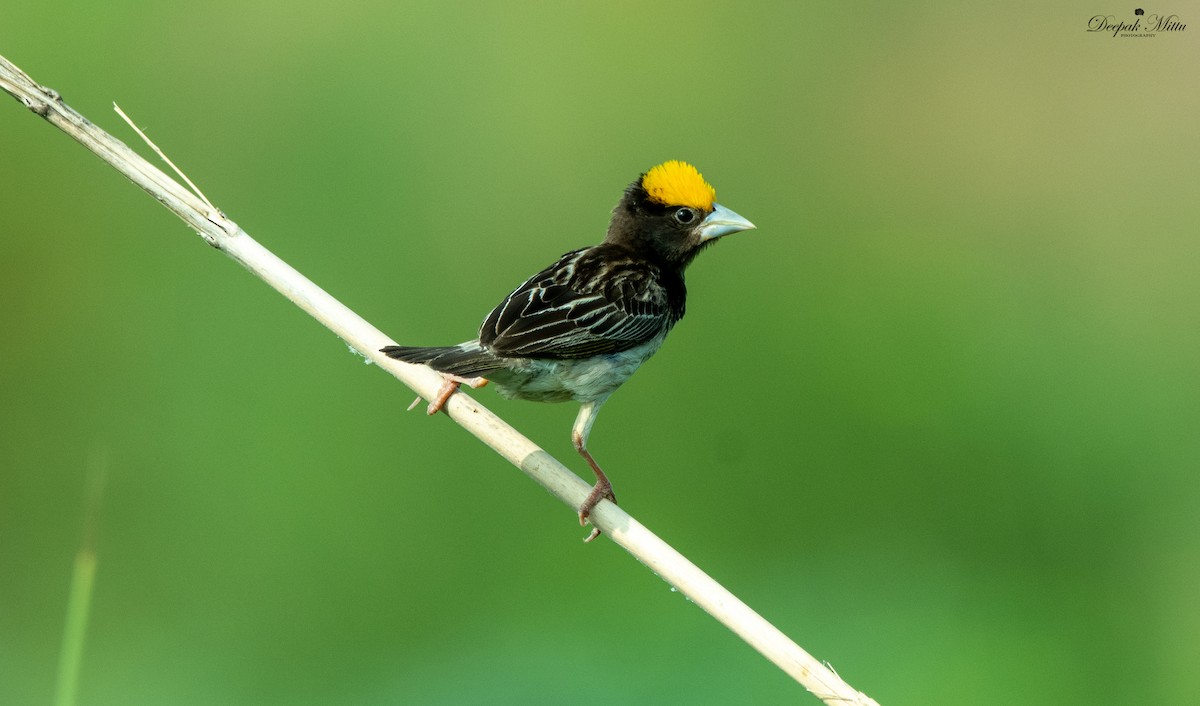 Black-breasted Weaver - ML475935381