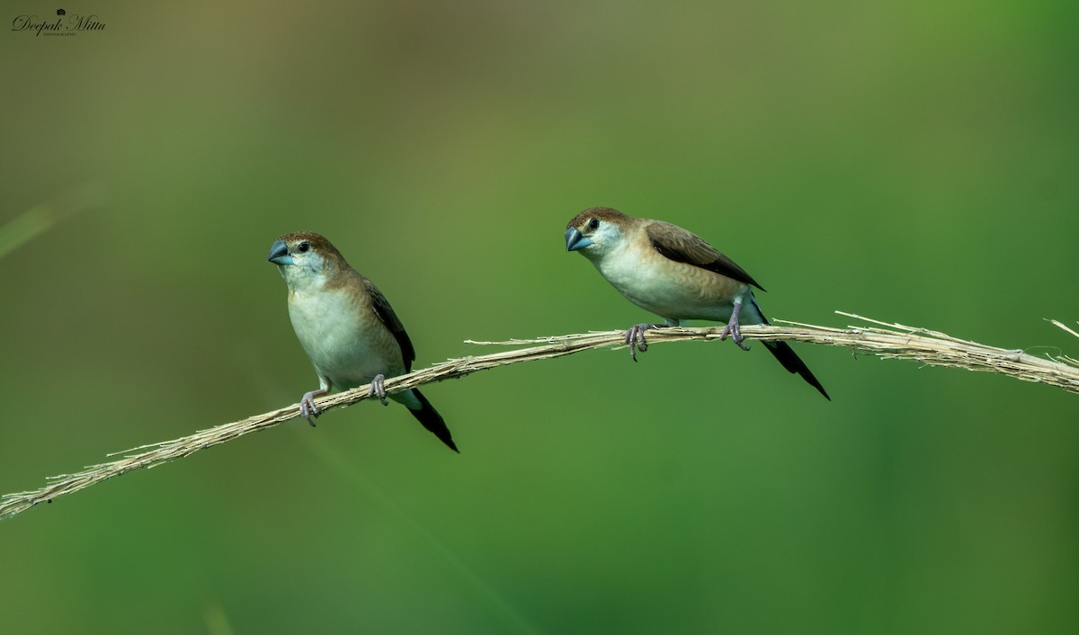 Indian Silverbill - ML475935401
