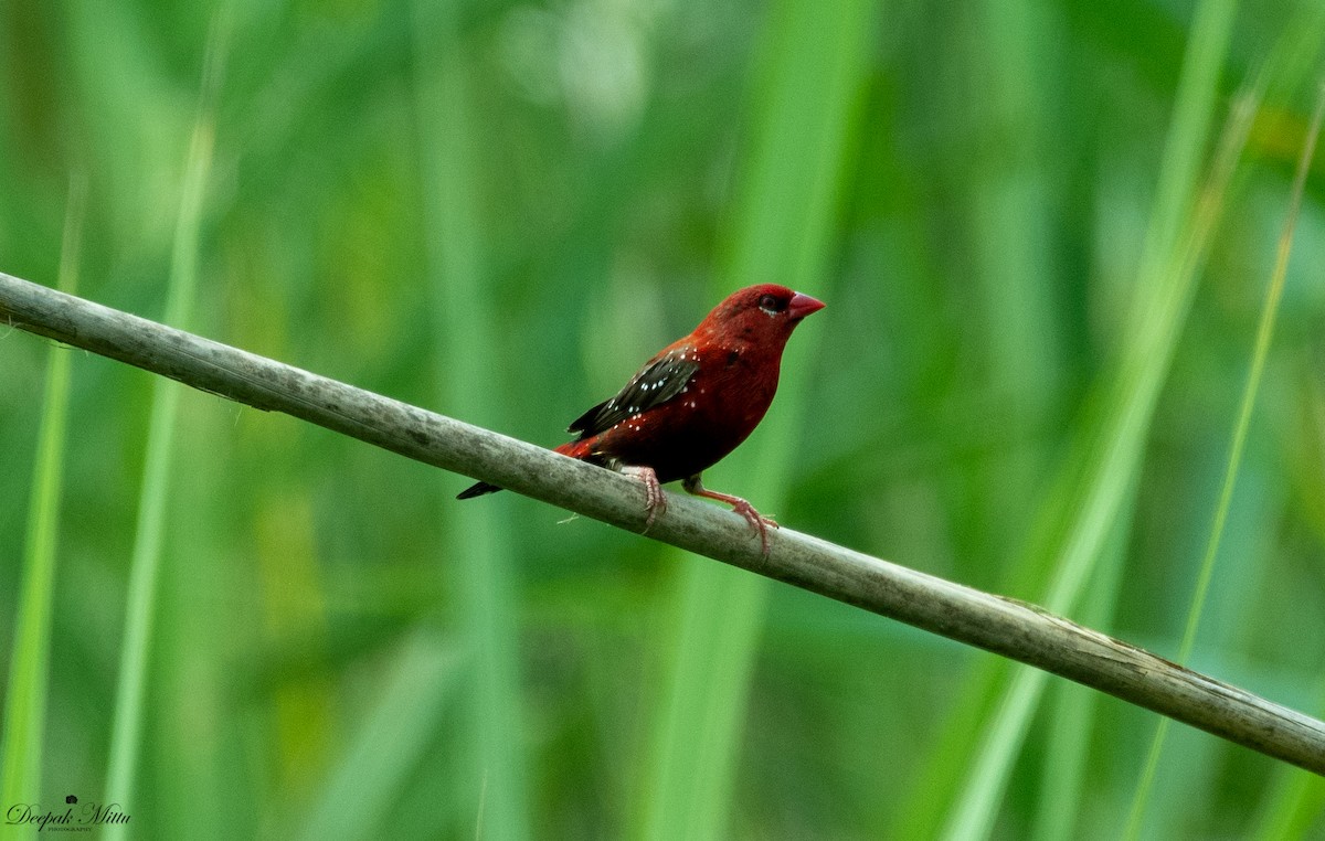 Red Avadavat - ML475935441