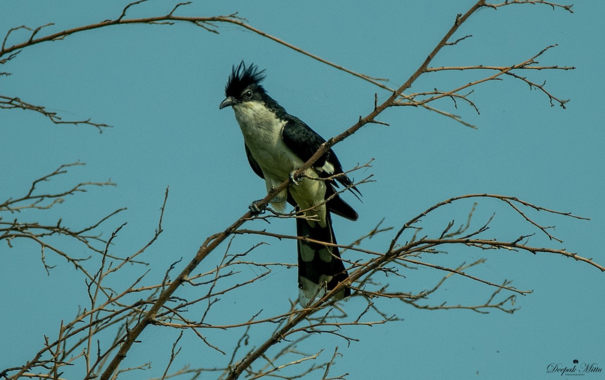 Pied Cuckoo - ML475935511