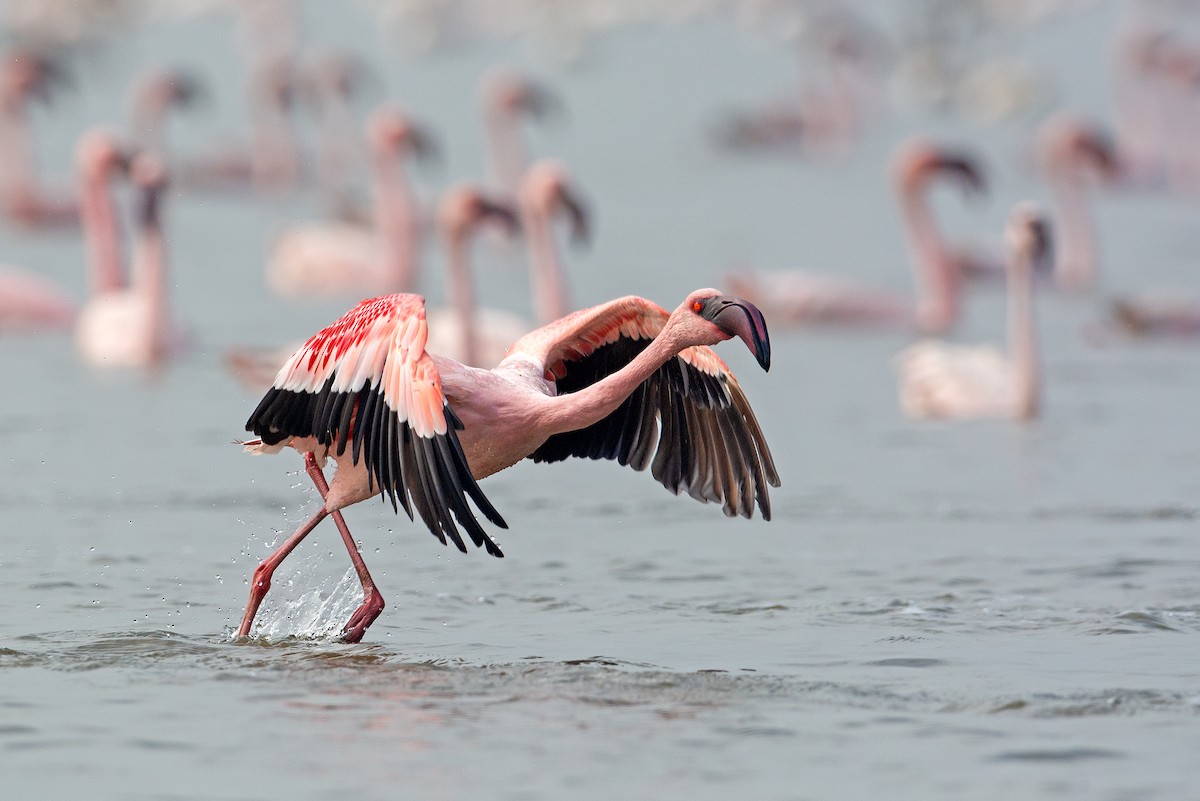 Lesser Flamingo - Aseem Kothiala