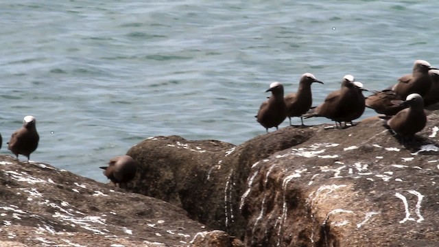 Brown Noddy - ML475936