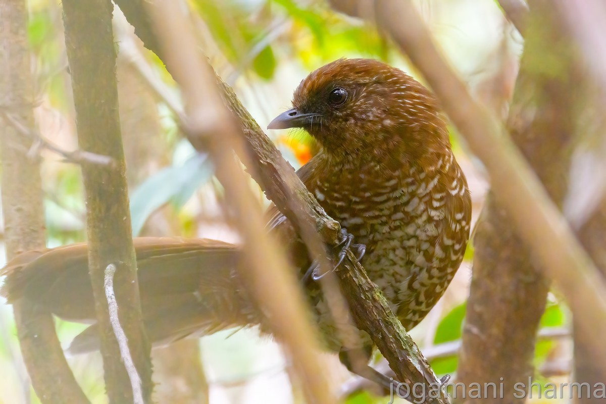 Brown-capped Laughingthrush - ML475936621