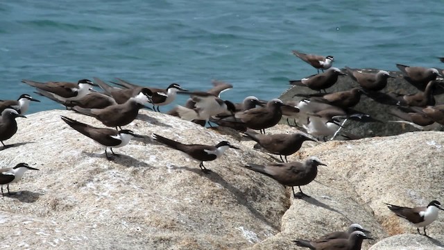 Bridled Tern - ML475937