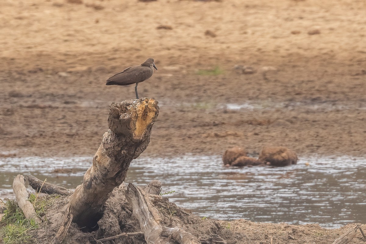 Hamerkop - Christine Hayden