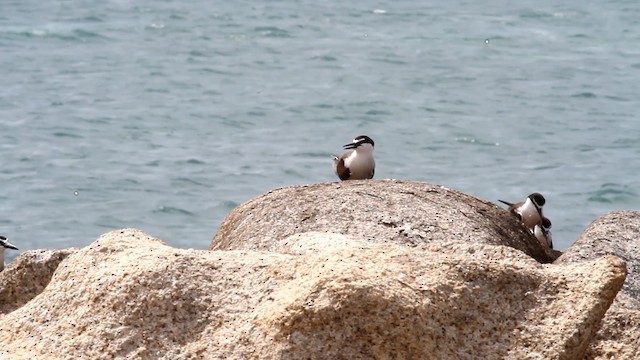 Bridled Tern - ML475938