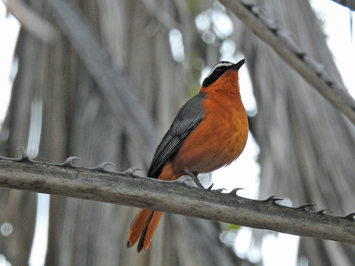 White-browed Robin-Chat - ML475938561