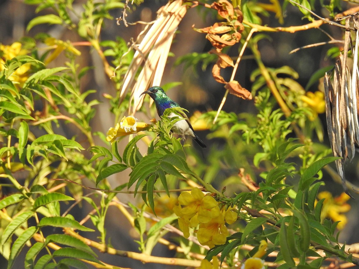 White-breasted Sunbird - Moises Zozaya