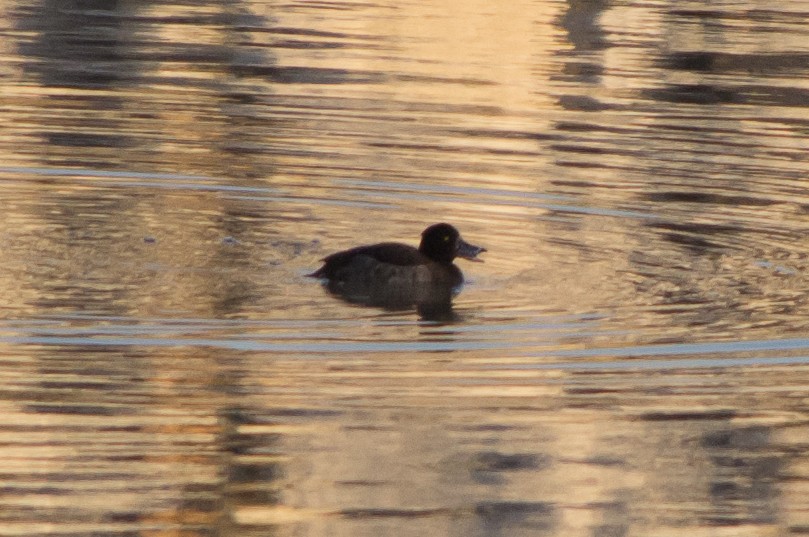 鳳頭潛鴨 - ML47593951