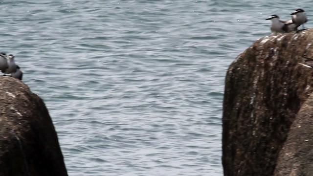 Bridled Tern - ML475940