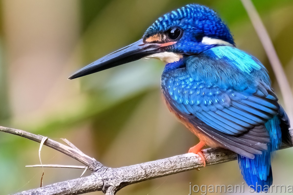 Blue-eared Kingfisher - ML475940021