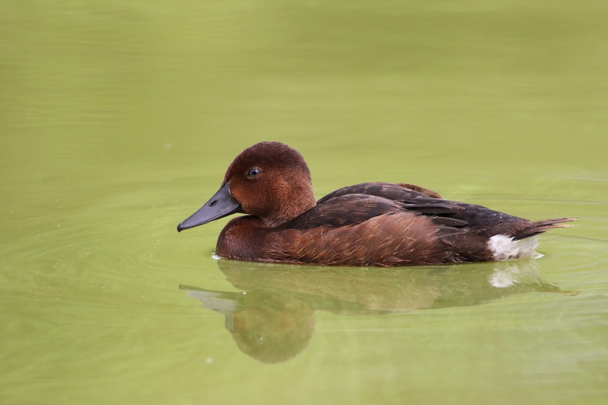 Ferruginous Duck - ML475940991