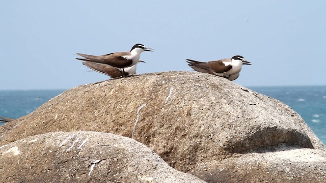 Bridled Tern - ML475941