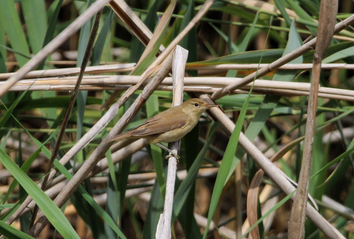 Common Reed Warbler - ML475941051
