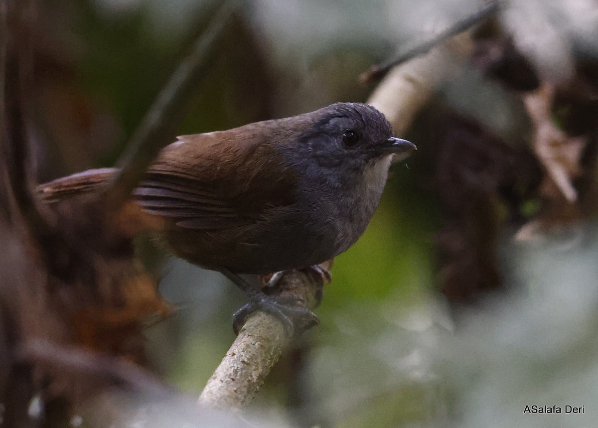 Mountain Illadopsis - Fanis Theofanopoulos (ASalafa Deri) 🐐