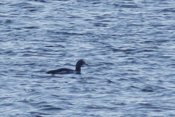 Red-throated Loon - ML47594151