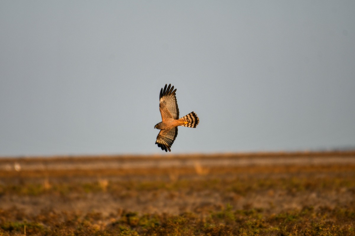 Aguilucho Moteado - ML475943561