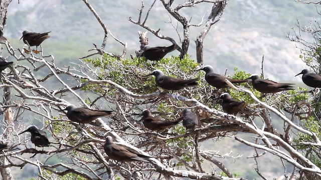 Brown Noddy - ML475944