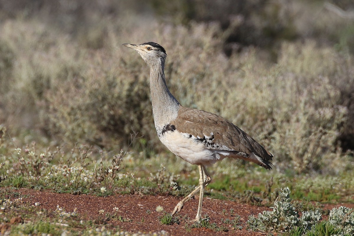 Australian Bustard - ML475944791